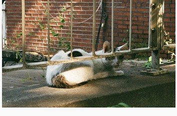 골목의 고양이